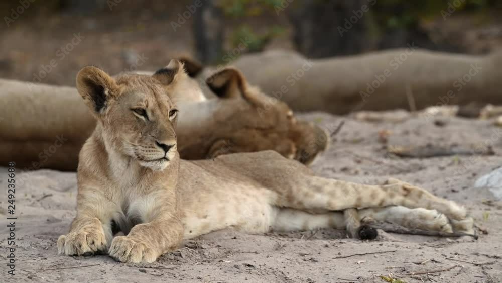 Lion Pride resting, Chobe National Park, Botswana Lion Pride resting, Chobe National Park, Botswana