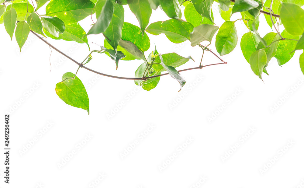 Obraz premium green ivy