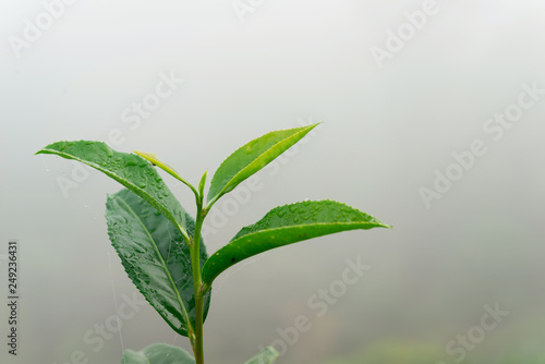 Green tea leaves in a tea plantation