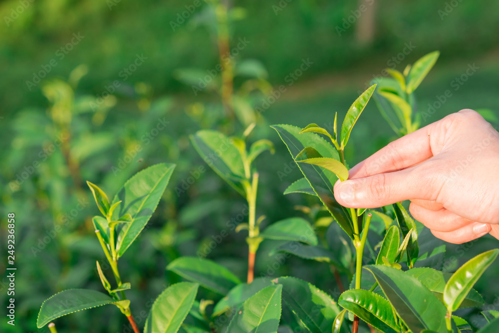 Picking tip of green tea leaf by hand at tea plantation hill Picking tip of green tea leaf by hand at tea plantation hill