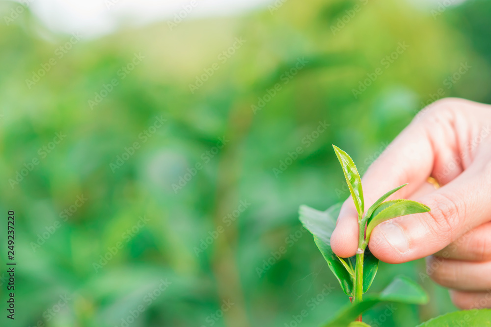 Picking tip of green tea leaf by hand at tea plantation hill Picking tip of green tea leaf by hand at tea plantation hill