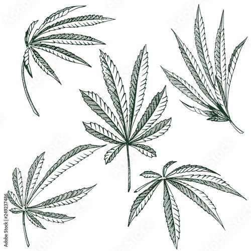 Vector Hemp plant illustrations set of 5 leaves of black and white cannabis isolated clip art