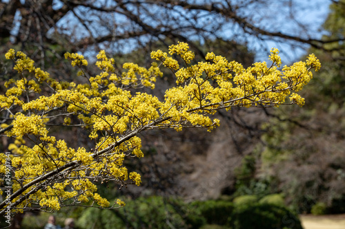 Close up mimosa flowers on the branch  with bright yellow color in the Spring time