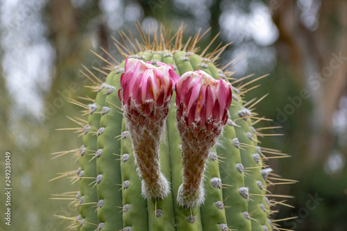 Two large pink purple flower bud on green stem with sharp spines of echinopsis cactus photo