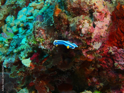 The amazing and mysterious underwater world of Indonesia, North Sulawesi, Bunaken Island, sea slug © vodolaz