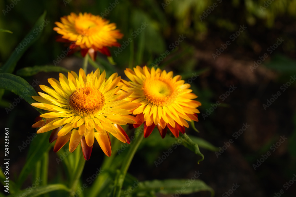 Close up of three yellow, orange strawflower with dark background Close up of three yellow, orange strawflower with dark background