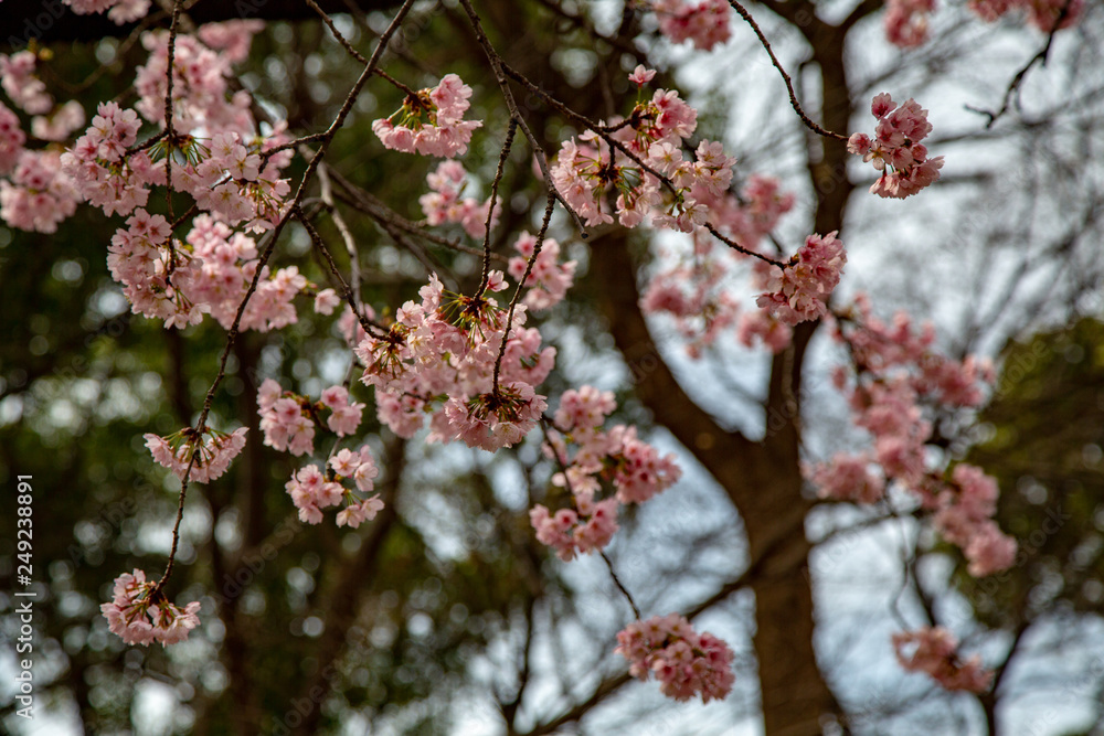 Sakura flowers or cherry blossoms in Tokyo, Japan during Spring time. Close up of flower’s petals, pollen and tree branches in Shinjuku park. Sakura flowers or cherry blossoms in Tokyo, Japan during Spring time. Close up of flower’s petals, pollen and tree branches in Shinjuku park.