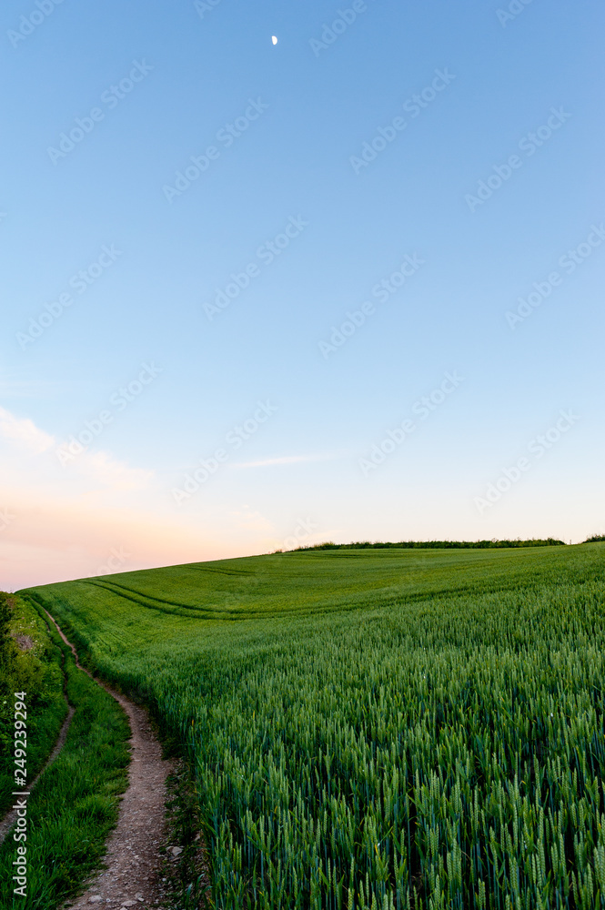 Walking path through wheat fields at dusk, Roseland Peninsula, Cornwall, UK