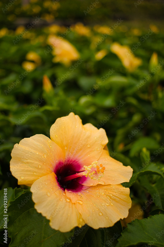 Close up from a yellow Hibiscus blossom in garden wit strong bokeh in the background Close up from a yellow Hibiscus blossom in garden wit strong bokeh in the background