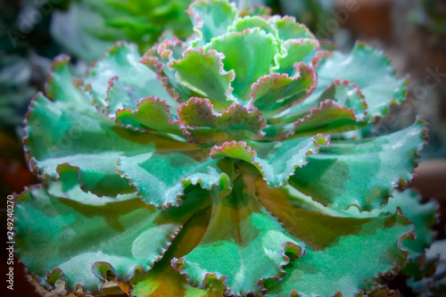 Closeup of succulent plant Echeveria shaviana photo