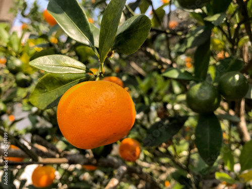 small harvesting sour taste orange type from oragnic rural farm.