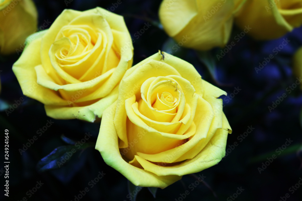 Beautiful yellow roses for background and texture Beautiful yellow roses for background and texture
