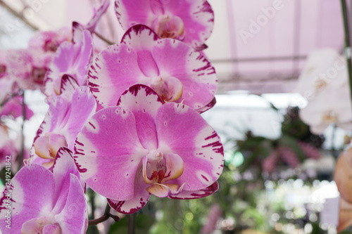 Pink and white Phalaenopsis or Moth dendrobium Orchid flower in winter or spring day tropical garden Floral background.Selective focus. photo