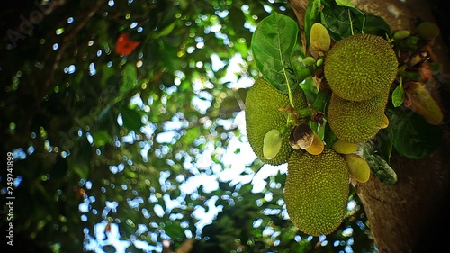 Jackfruit Tree and Young Jackfruits  Tropical fruit on tree in the nature 