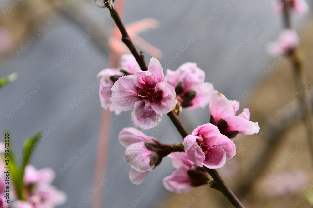 In full bloom in the peach blossom In full bloom in the peach blossom