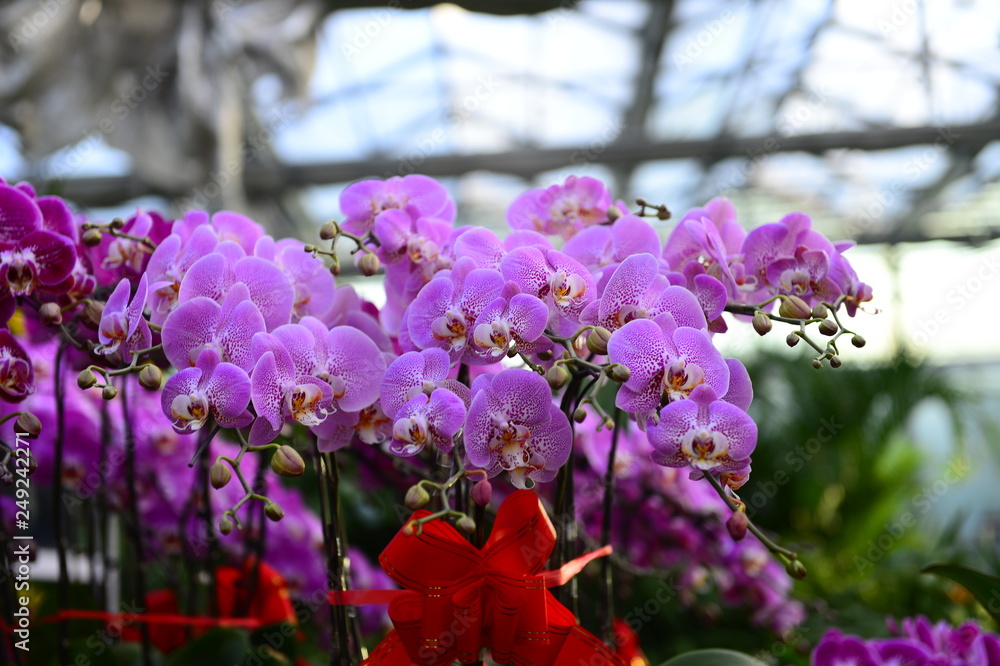 Obraz premium The orchid in full bloom