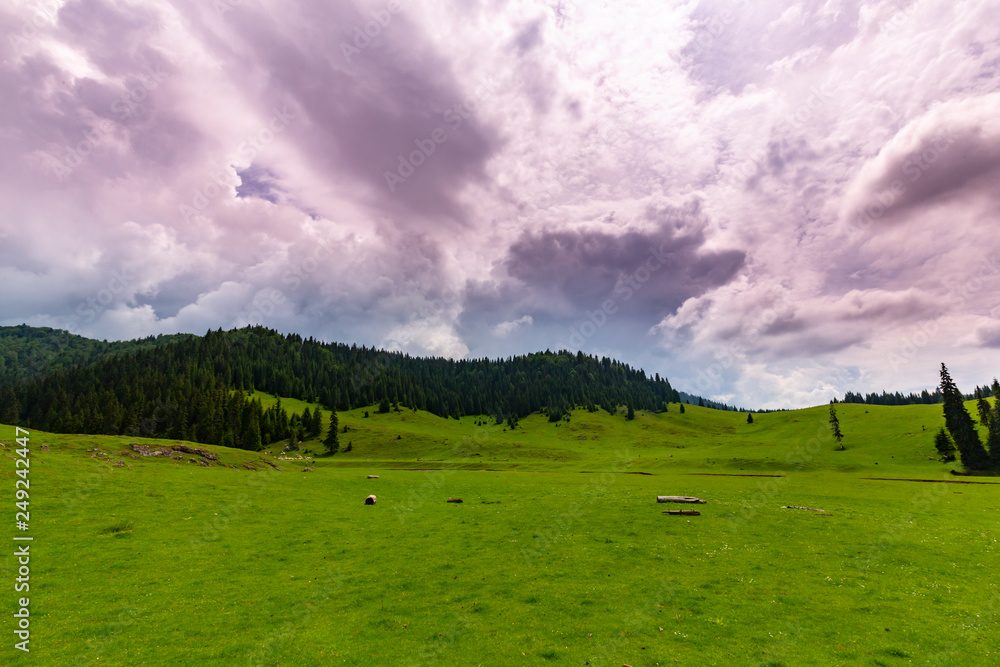Obraz premium Beautiful pastoral scenery in the mountains in spring, with green foliage, fir tree forests and nice clouds