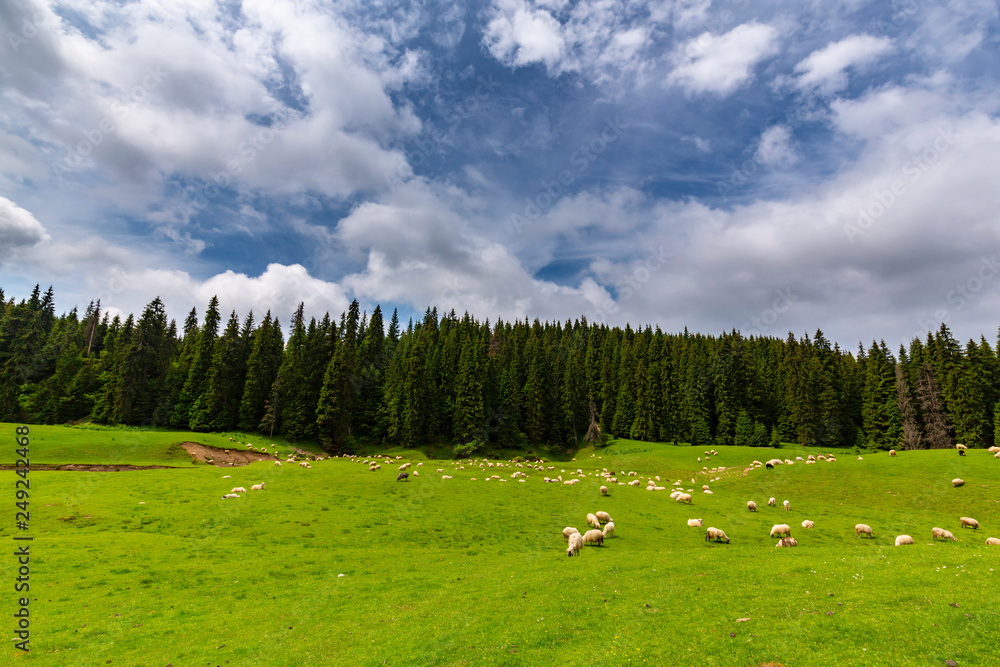 Obraz premium Beautiful pastoral scenery in the mountains in spring, with green foliage, fir tree forests and nice clouds