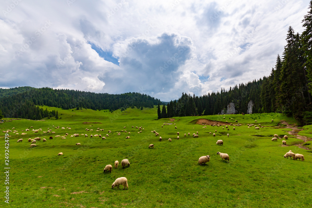 Beautiful pastoral scenery in the mountains in spring, with green foliage, fir tree forests and nice clouds