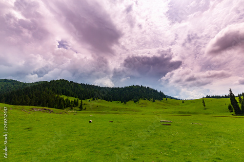 Beautiful pastoral scenery in the mountains in spring  with green foliage  fir tree forests and nice clouds