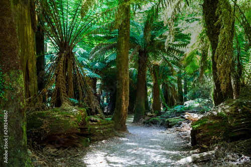 A relaxed walk in dappled sunlight along a sandy pathway through the rainforest under the tree ferns.