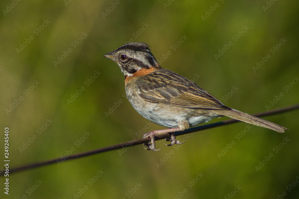 Fototapeta premium Gorrion