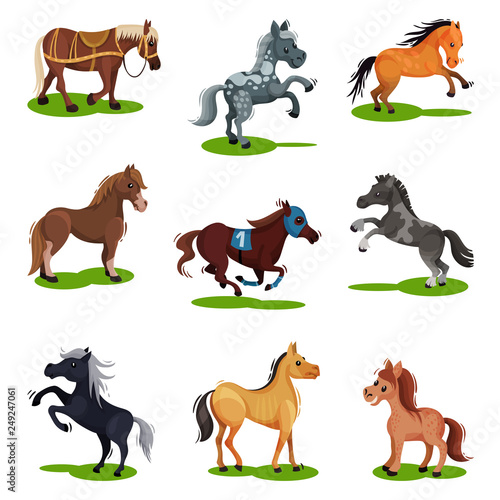Flat vector set of horses in various poses. Hoofed animals isolated. Mammal creatures on green grass