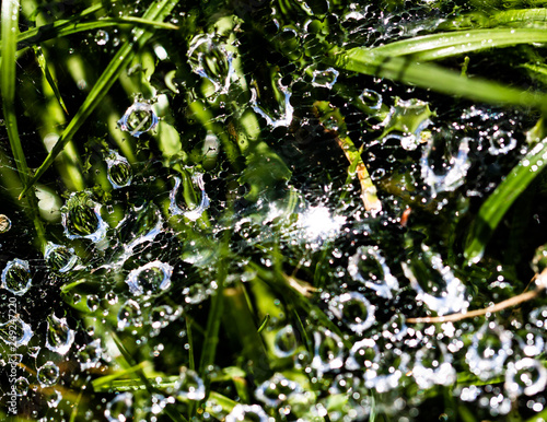 drops of dew on the grass © studybos