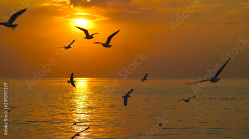 Many seagulls fly in the sky above the sea during the sunset. © kokotewan