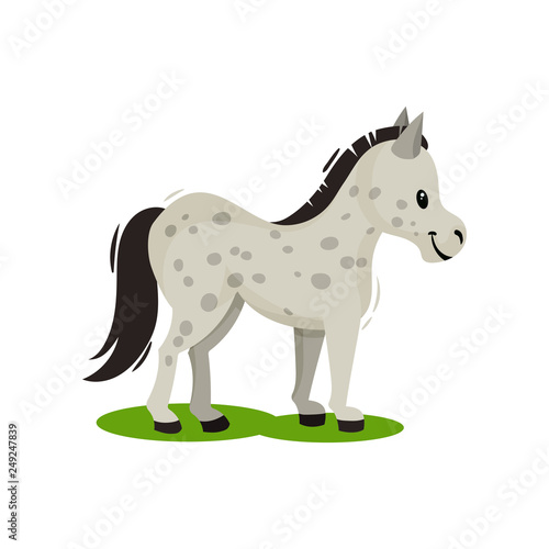 Pony standing on green grass side view. Gray spotted horse with black mane and tail. Mammal animal. Flat vector icon