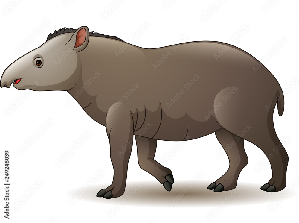 Obraz premium Illustration of american tapir isolated on white background