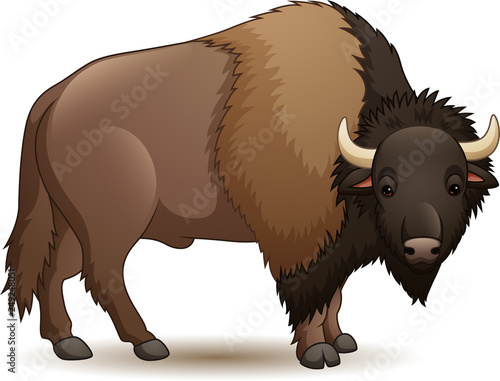 Illustration of bison isolated on white background