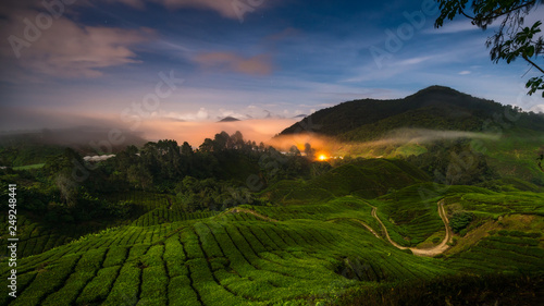 Quadro su tela Landscape of tea plantation on mountains at Cameron Highlands with mist at sunrise near Kuala Lumpur, Malaysia