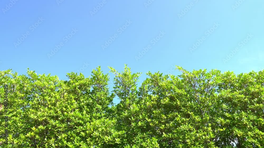 Fresh green trees leaves fence blue sky background Fresh green trees leaves fence blue sky background