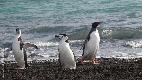 antarctica penguins wildlife polar beach