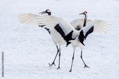 The Red-crowned Crane