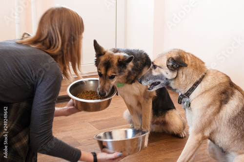 Photography Two hungry dogs are waiting for feeding