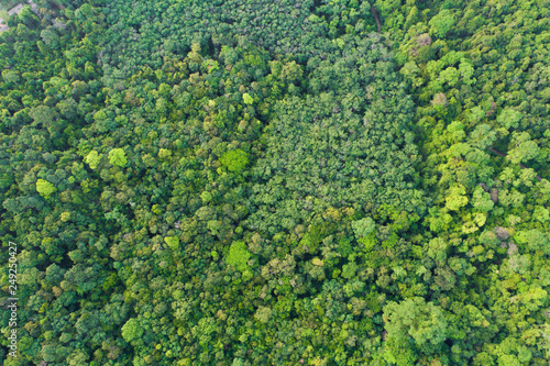 Aerial view of tropical green forest