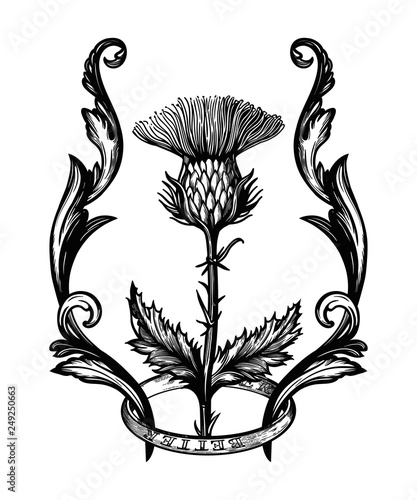 Thistle flower in ornament frame.The Symbol Of Scotland, isolated vector illustration.