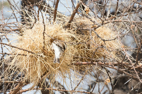 Nest of a weaver