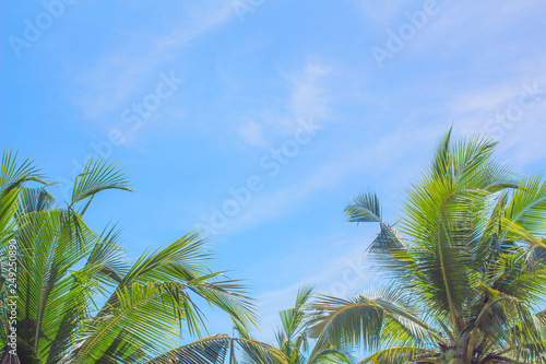 Background sky coconut Bright in Phuket Thailand In the daytime from the actual location.