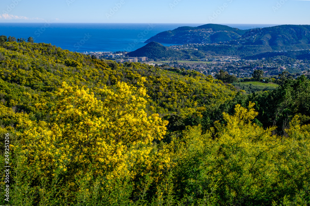 Vue panoramique sur la mer Méditerranée ville Mandelieu-la-Napoule. Forêt de mimosas en fleurs au premier plan.  