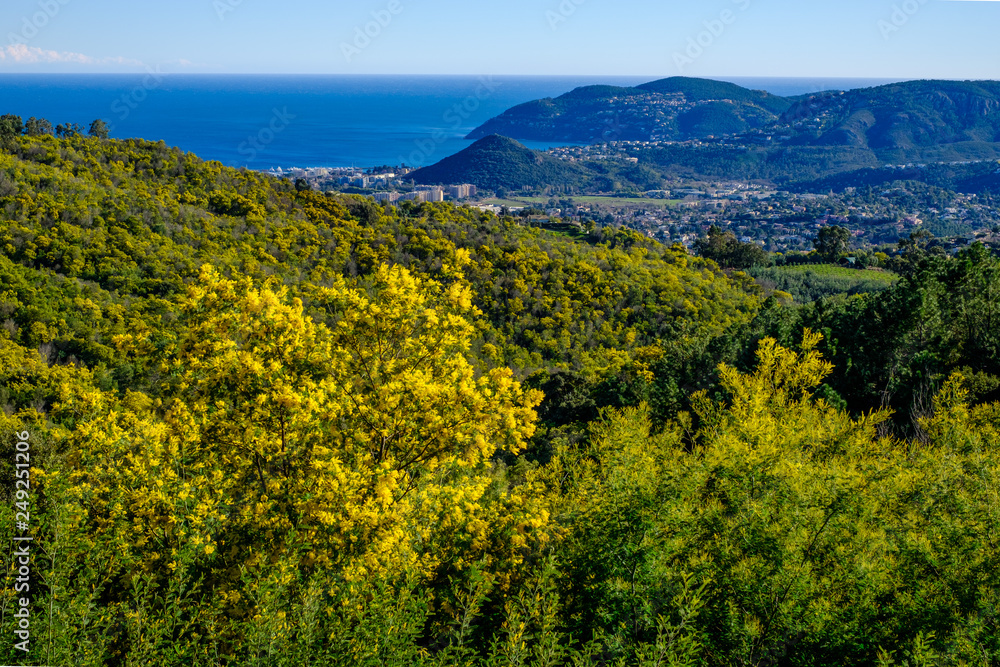 Vue panoramique sur la mer Méditerranée ville Mandelieu-la-Napoule. Forêt de mimosas en fleurs au premier plan.
