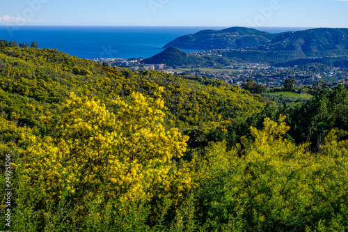 Vue panoramique sur la mer Méditerranée ville Mandelieu-la-Napoule. Forêt de mimosas en fleurs au premier plan. 