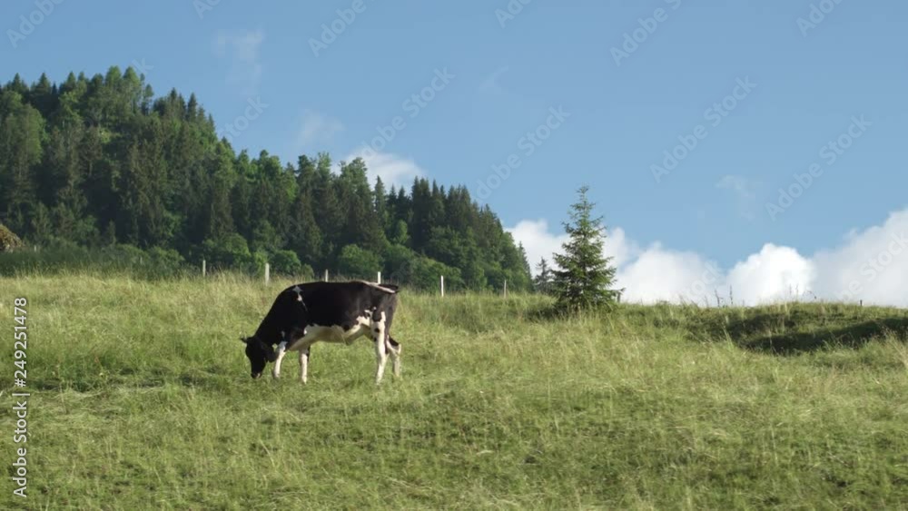 Pedigree cow on Alpine pasture, Switzerland. Pedigree cow on Alpine pasture, Switzerland.