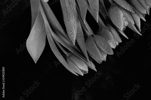 tulipano in bianco e nero 