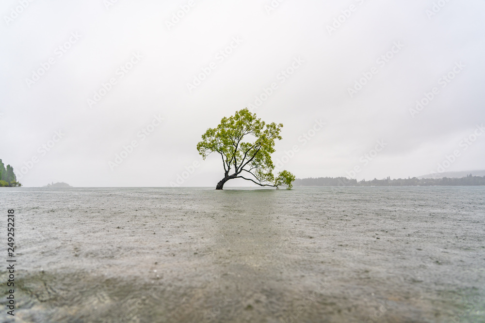 wanaka tree in the fog in New Zealand, amazing tree of wanaka in the lake, plant in a lake, good background, green tree standing inside a lake, wanaka tree during rain an amazing fog in the background