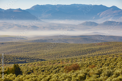 Olive tree fields in Andalusia. Spanish agricultural landscape. Jaen