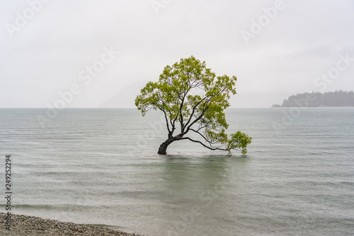 wanaka tree in the fog in New Zealand  amazing tree of wanaka in the lake  plant in a lake  good background  green tree standing inside a lake  wanaka tree during rain an amazing fog in the background