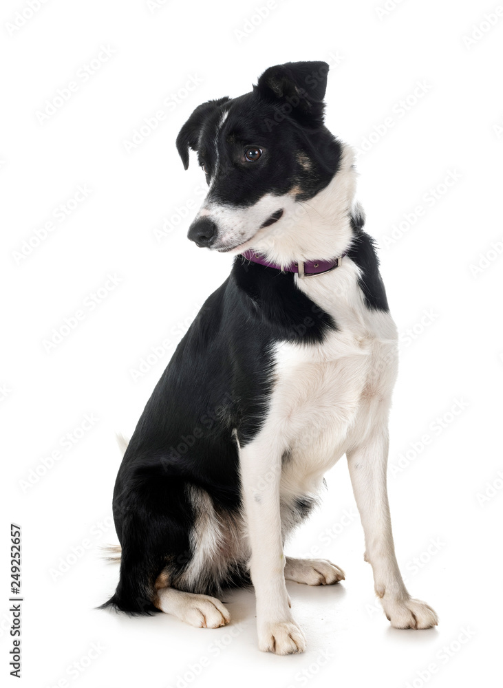 border collie in studio border collie in studio